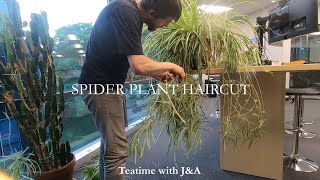 Spider Plant Trim Timelapse [upl. by Cowles605]