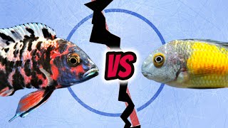 Aquarium Fish Face Off Lake Malawi v Lake Tanganyikan Cichlids [upl. by Shaff]