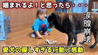 【感動】こんなに優しい犬、見たことない。オヤツあげてたら信じられない行動に [upl. by Yve276]