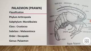 classification of PalaemonGeneral characteristics and body division of PalaemonAppendages of prawn [upl. by Ormand746]