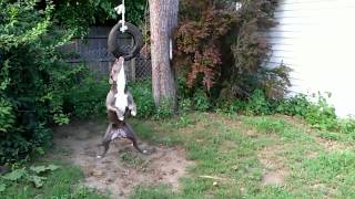 Pitbull Blue Detroit Tire Swing [upl. by Shantha]