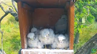 day 18  Common Kestrels 2024 [upl. by Hgielak]