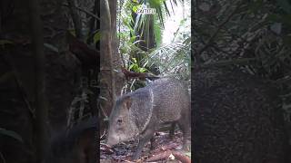 Diário da Natureza Selvagem Animais da Amazônia Capturados em Vídeo [upl. by Ahsenav]