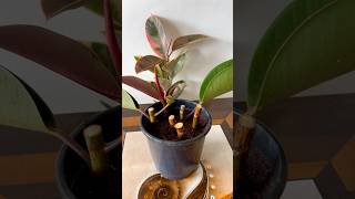 Grow Rubber Plant From Cutting  How To Propagate Rubber Plant shorts gardening viral [upl. by Adnic]