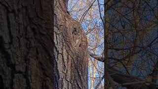 Eastern Screech Owl [upl. by Aicella517]