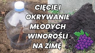 Cięcie i kopczykowanie młodych WINOROŚLI na ZIMĘ winogron виноград [upl. by Lamphere675]