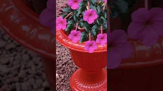 achimenes plant youtubeshorts trendingshorts  shorts feed  shorts viral [upl. by Quiteri923]