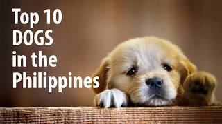 Top10 Dogs Philippines [upl. by Blondie]