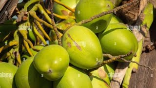 Coconuts on dwarf coconut tree [upl. by Aynotal]