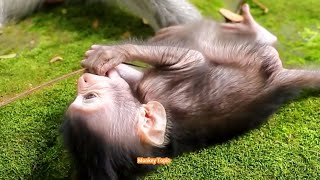 Weakness newborn baby monkey falling upside down [upl. by Inga]