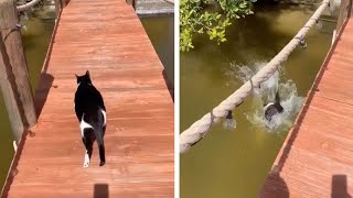 Rescue Cat Falls Off Jetty And Into Water [upl. by Yrevi]