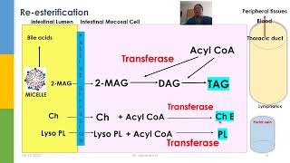 Absorption of Lipids [upl. by Pesek]