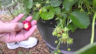 The Best and Fastest Way to Pick Strawberries [upl. by Griggs]