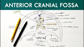 Anterior Cranial Fossa  Anatomy Tutorial [upl. by Aviva123]