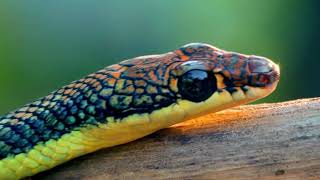 Chrysopelea Flying snake [upl. by Anwahsak]