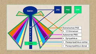 Modul 5 Lektion 14 Anatomie das Gehirn [upl. by Aiuqes441]