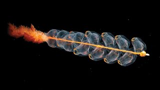 Facts Siphonophores [upl. by Zelma]