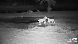 Lions Astarte and Collared November male mating Tembe Nov 5 2023 3 AM SAST exploreorg [upl. by Evanthe]