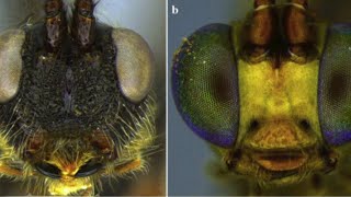 on air PARASITIC WASPS IN INDIAN SUMMER BRACONIDAE PARASITOIDS Trichogramma entomology [upl. by Aremat]