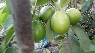 Como cultiva goiaba em vasos [upl. by Naujid]