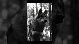 BEHEMOTH  Blow Your Trumpets Gabriel Uncensored Official Video HD  The Satanist  2014  Uncut [upl. by Durstin831]