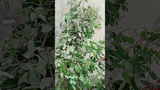 Kartik Mas Mein Tulsi ki Puja plants katha vastu viralvideo [upl. by Chandless788]