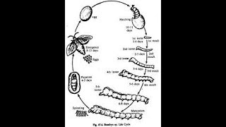 How to draw life cycle of bombyx Mori silkworm [upl. by Acillegna]