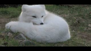 Arctic Fox  Michael Fromberg [upl. by Kylstra]