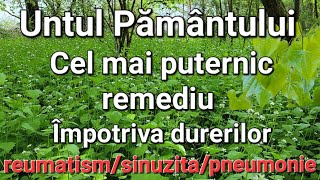 Untul Pământuluiplanta care tratează reumatismulsinuzitapneumonia Unde se găseștecum se prepara [upl. by Bhayani364]