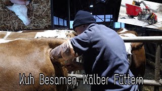 FarmVlog 35  Kuh besamen Kälber füttern Silo abdecken  Stallarbeit  Moareida Agrar [upl. by Steinberg21]