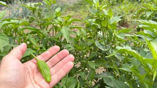 Padron Peppers and Why You Should Grow Them [upl. by Suellen]