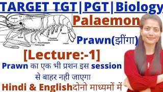 UP TGTPGT BiologyPalaemon PrawnLT GradeGIC biologyMost important session [upl. by Dituri746]