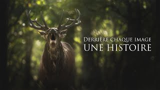 Derrière chaque image une HISTOIRE le Cerf Élaphe [upl. by Aneloc671]