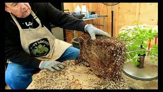 Making a Ginkgo Biloba Bonsai [upl. by Gnal]