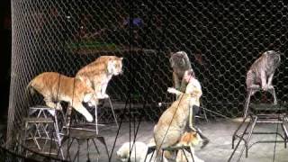 Ringling Bros  Tigers Lions [upl. by Conall]