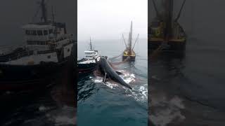 Giant Whale Captured by Fishing VesselWhaling OperationMarine EcologyWhale in Fishing Net [upl. by Ardnazil]