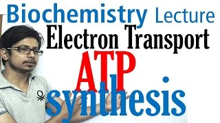 Electron transport chain and ATP synthesis [upl. by Arta]