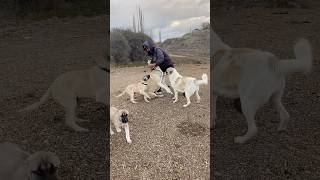 DOG GAME kangal dog cat animals dogs dogs puppy alabai nature wolf köpek malaklı bear [upl. by Anaejer372]