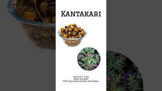 KANTAKARI  Health Benefits  ayurvedicdrugs healthbenefits [upl. by Aciras]