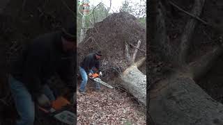 shorts super big tree stump sawed super fast [upl. by Idnem]