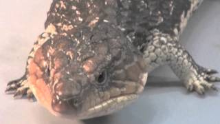 Shingleback Skinks born at Audubon Zoo [upl. by Skiba956]