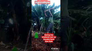 Upcountry Agriculture of Kenya kind of a Gym the real digging [upl. by Fira]