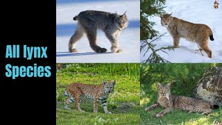 All lynx species Facts amp info [upl. by Biebel55]