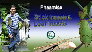 Insect Orders Part 9 Phasmida Stick Insects amp Leaf Insects  By Dr Imran Khatri [upl. by Meave908]