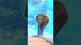 habarana elephant 🐘🐘🐘 අලි කොල්ලගෙ වැඩ කිඩ 😍 youtubeshort travel srilankaelephant [upl. by Icnarf]