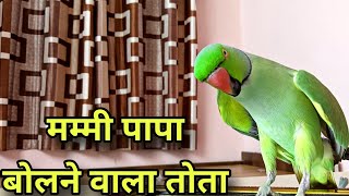 Talking parrot •• Mummy Bolne Wala Tota •• pattu parrot talking •• ⁠◔⁠‿⁠◔⁠ [upl. by Coppock]