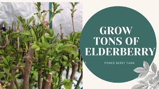 Grow Tons of Elderberries 3 Easy Ways Elderberry Tutorial For Homestead or Farm [upl. by Glennis]