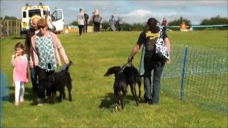 RSPCA Felledge Summer Fun Day 2016 [upl. by Roxine763]