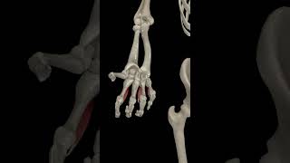 Metacarpophalangeal Joint Adduction anatomy health science humananatomy [upl. by Hakceber]