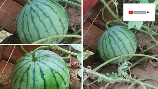 Hydroponics farming How To Grow Watermelon hydroponically from seeds To harvest [upl. by Ro417]